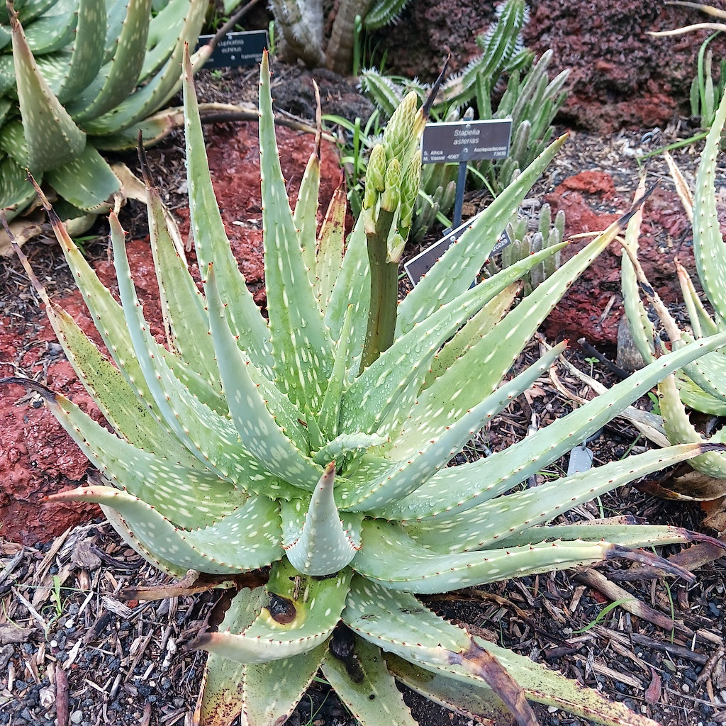 Aloe trichosantha at the Huntington Botanical Gardens