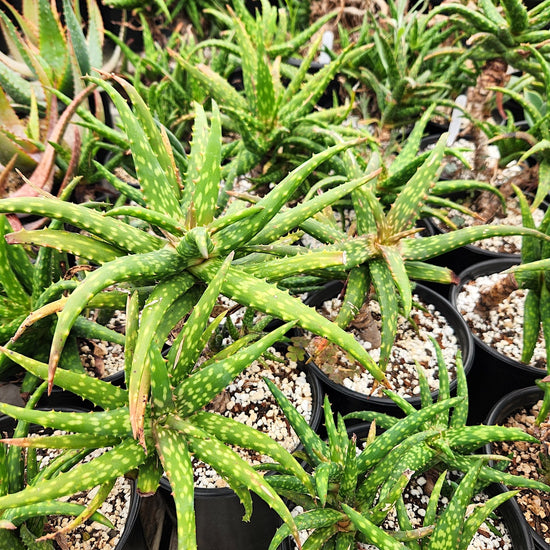 Aloe 