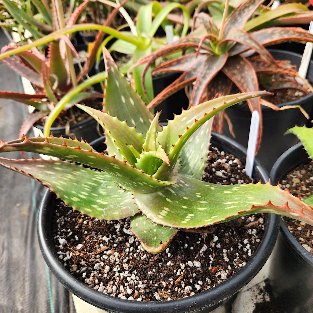 Aloe tweedieae