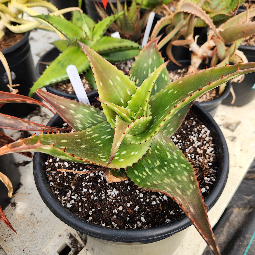 Aloes of Uganda – dryoasisplants