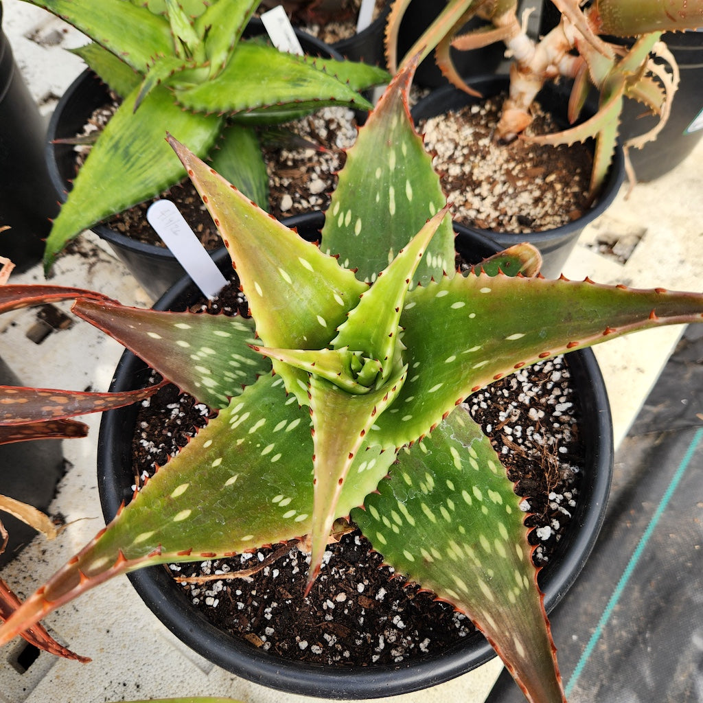 Aloe tweedieae