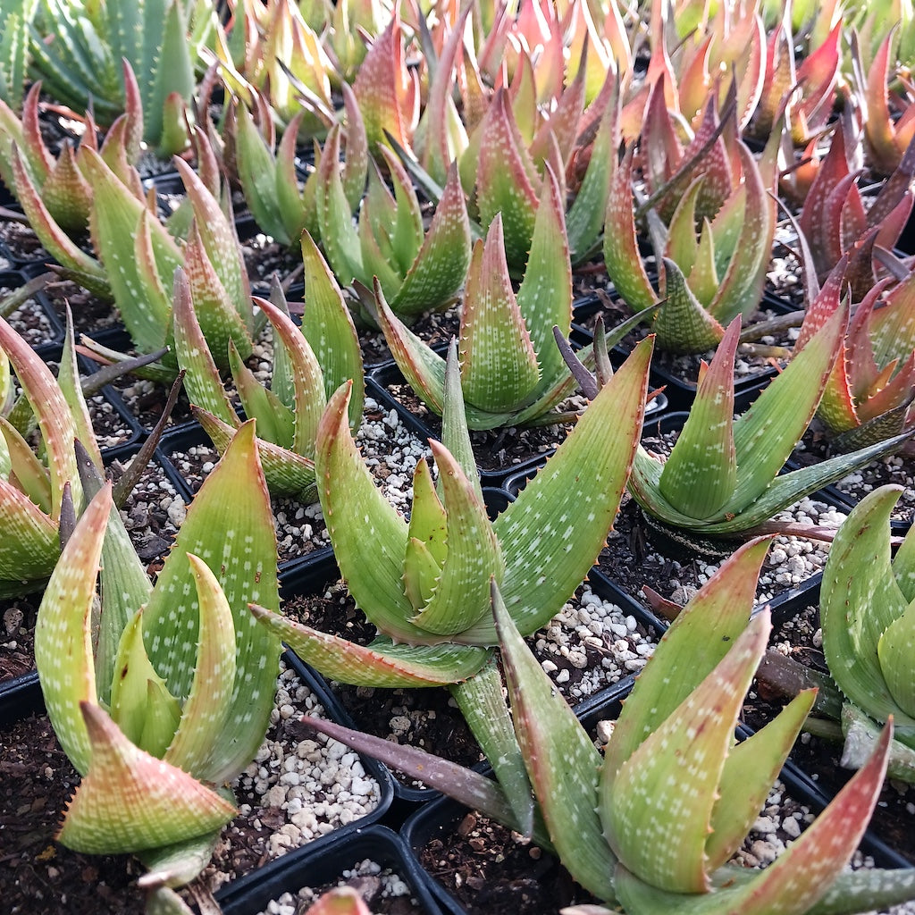 Aloe ukambensis