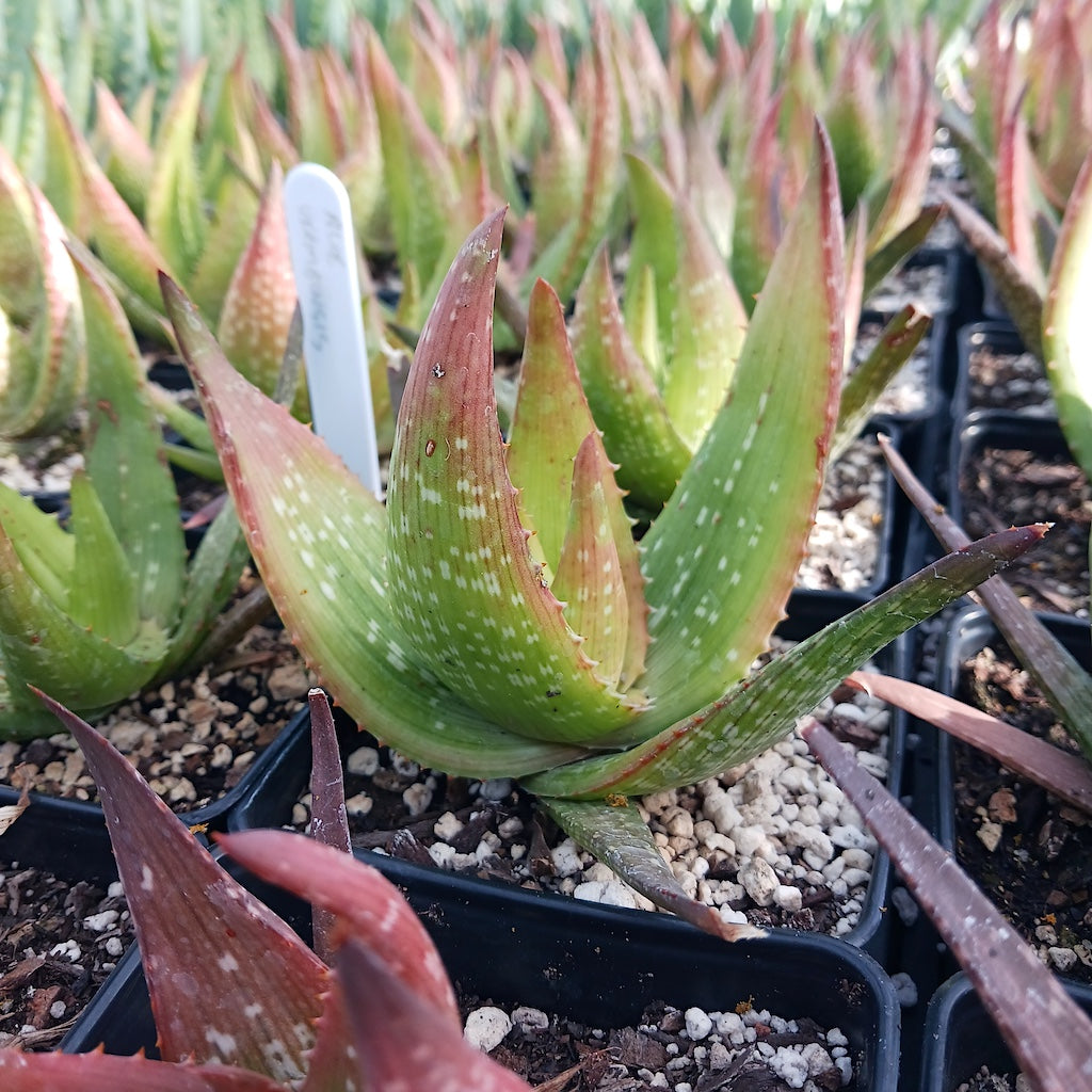 Aloe ukambensis