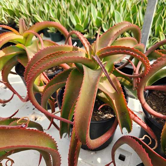 Aloe vanbalenii