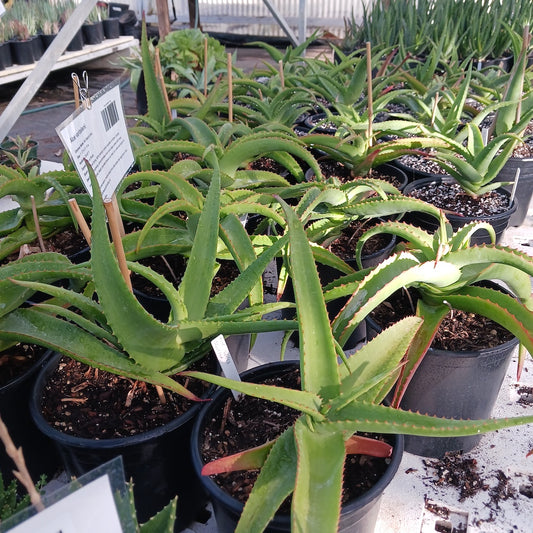 Several Aloe vanbalenii in 2ga nursery pots