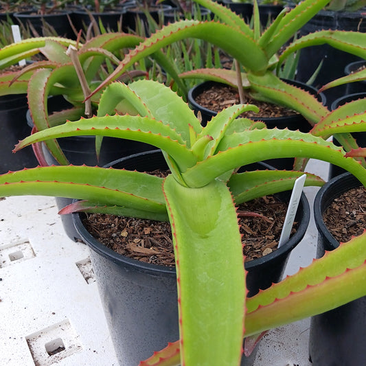 Aloe vanbalenii 2ga
