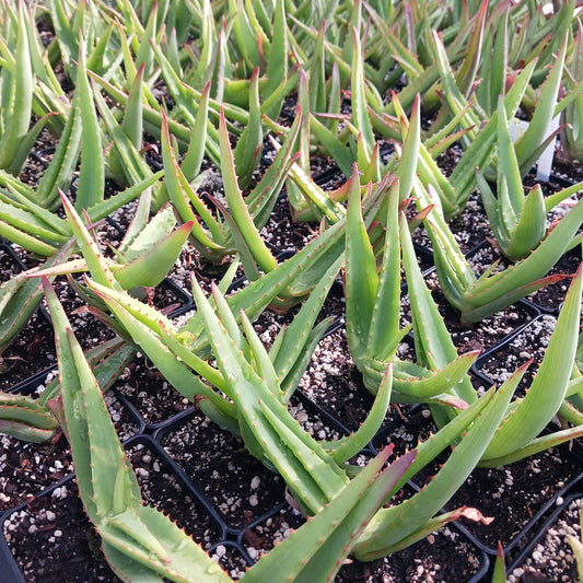Aloe vanbalenii in 4 inch nursery pots