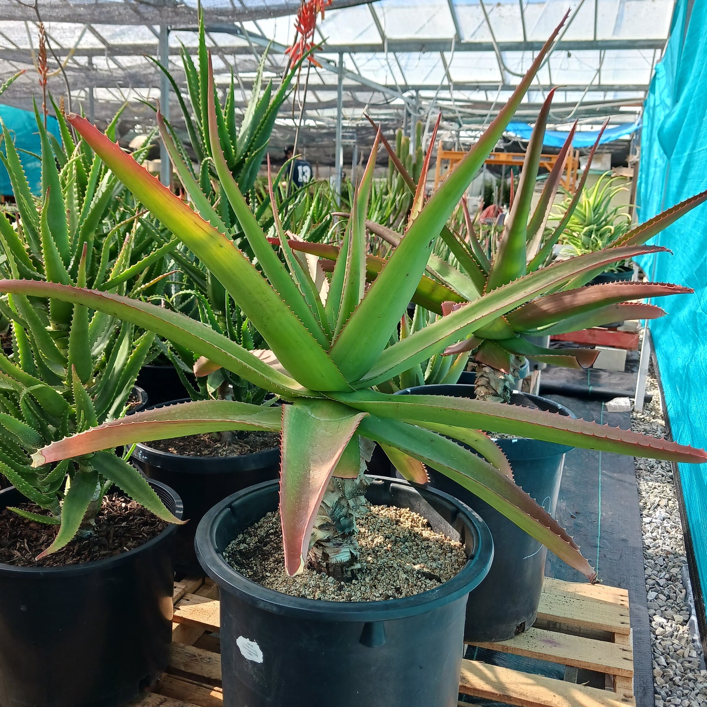 Aloe vaombe - 15ga
