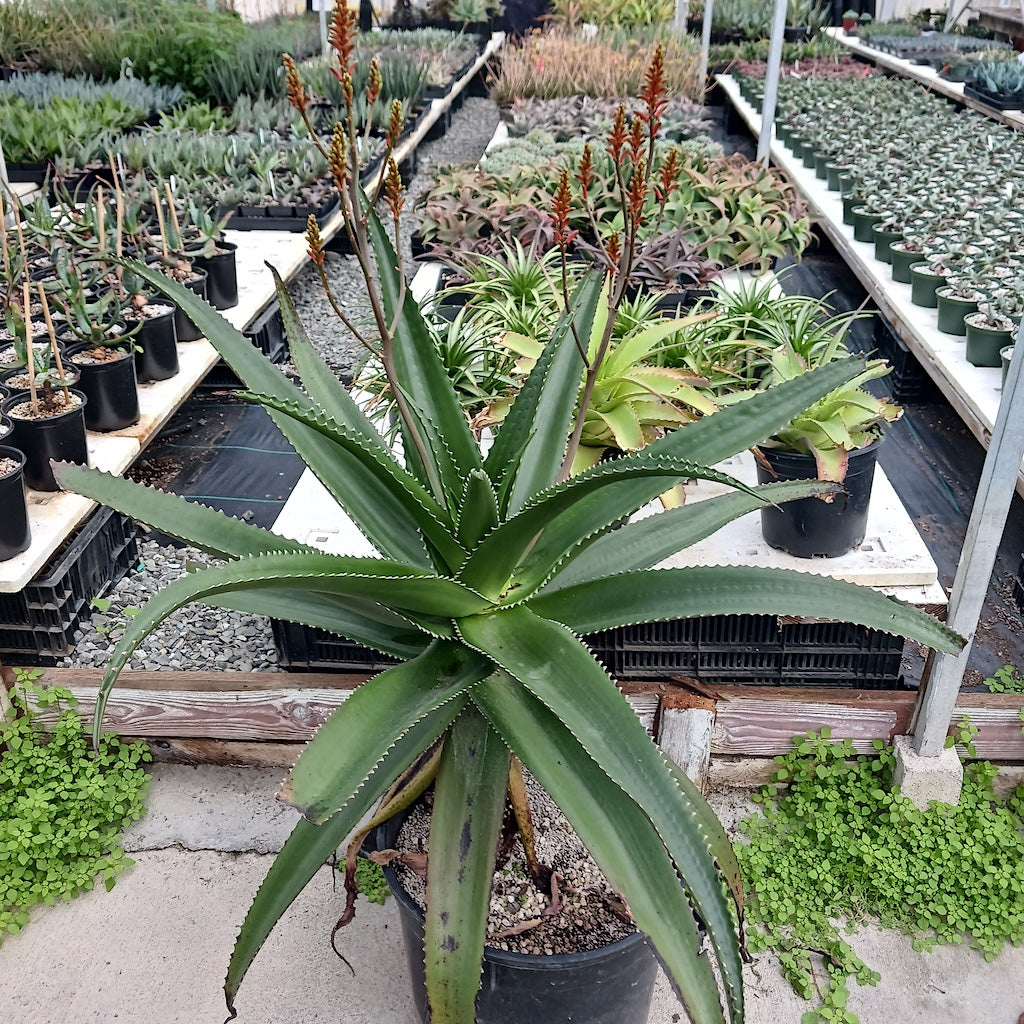 Aloe vaombe