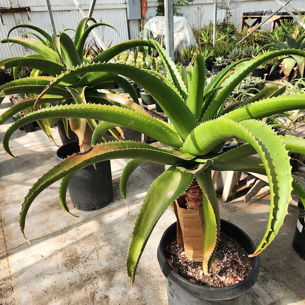 Aloe vaombe
