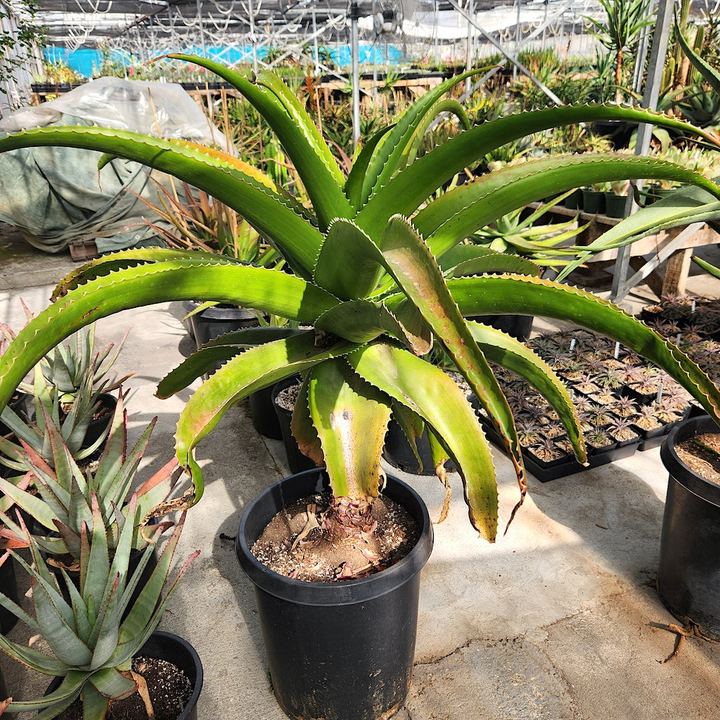 Aloe vaombe