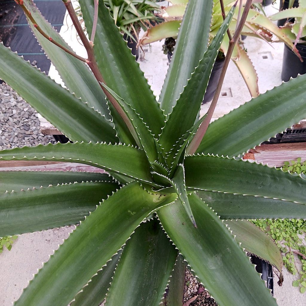 Aloe vaombe top view