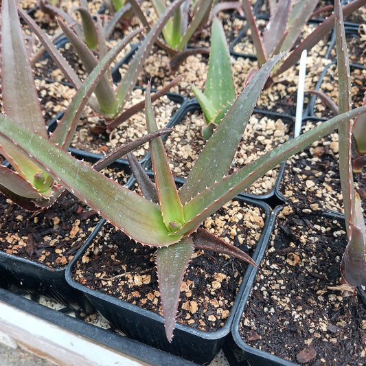 A young Aloe vaombe