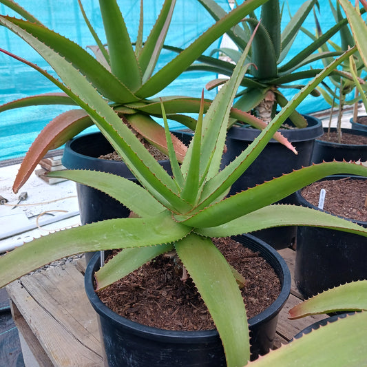 An Aloe vaombe in a larger pot