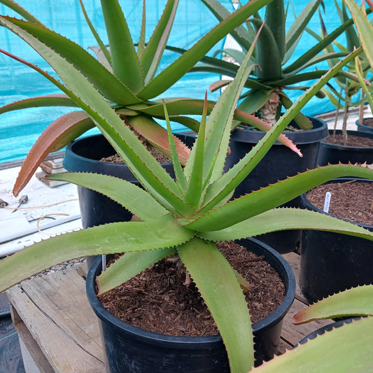 Aloe vaombe - 10ga