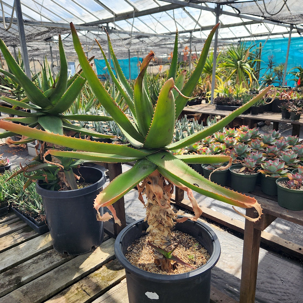 Aloe vaombe open cross