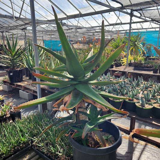 Aloe vaombe open cross