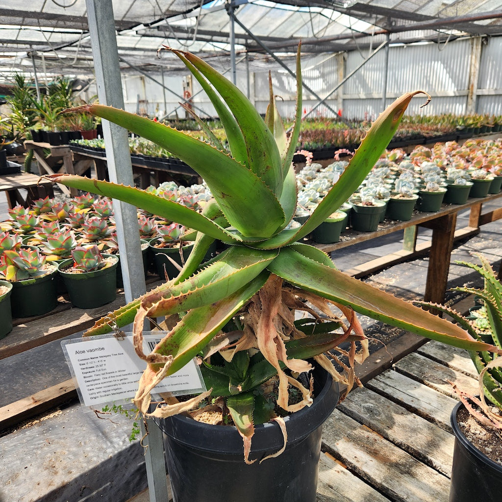 Aloe vaombe open cross