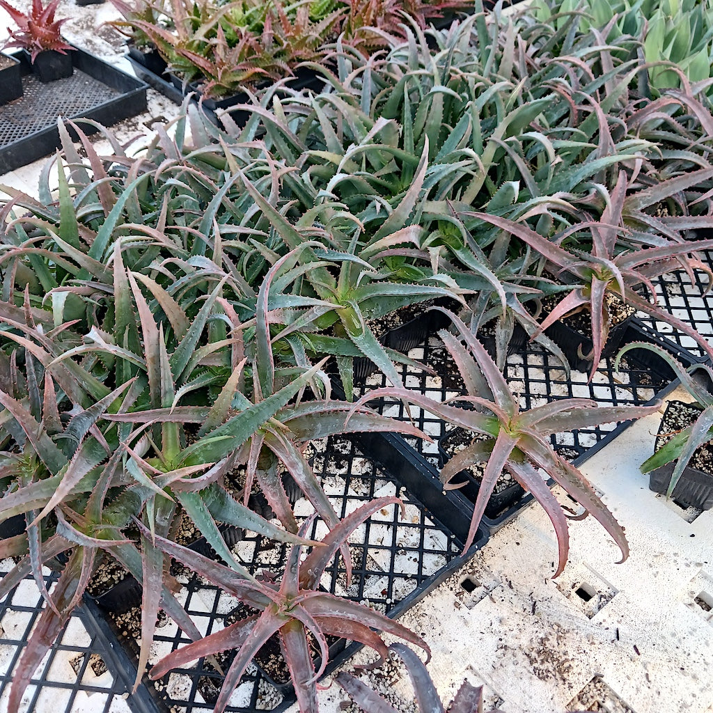 Aloe vaotsanda