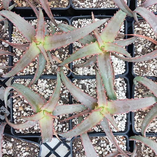 Several Aloe vaotsanda in 4 inch nursery pots viewed from above.