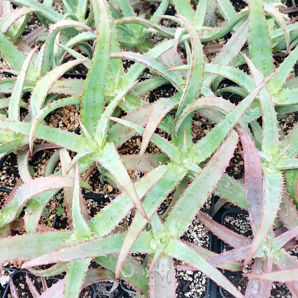 Aloe vaotsanda