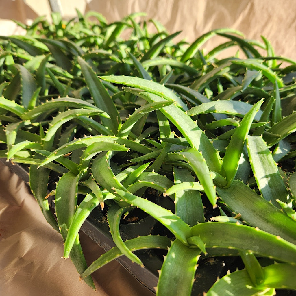 Aloe vaotsanda
