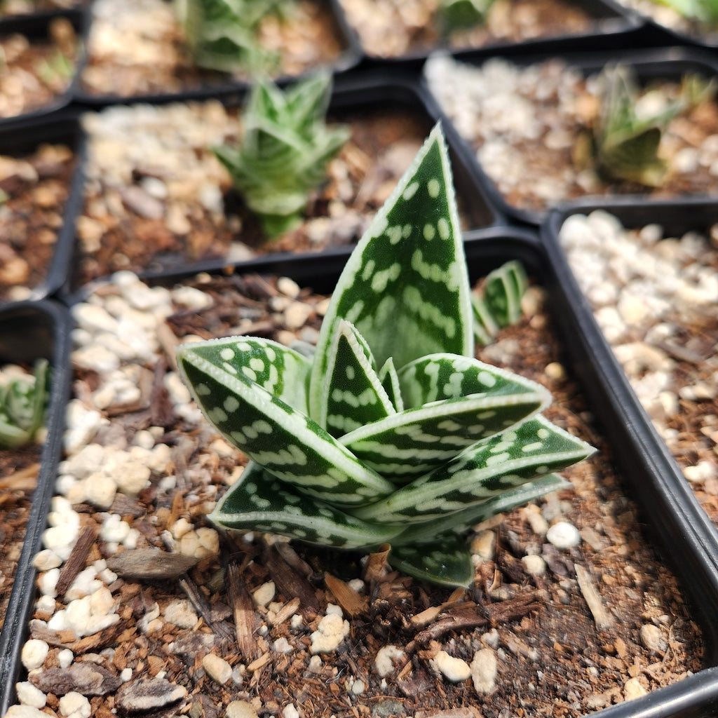 Gonialoe variegata growing in 4in pot