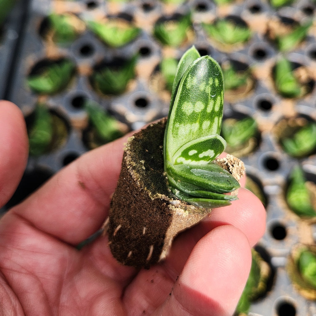 Gonialoe variegata