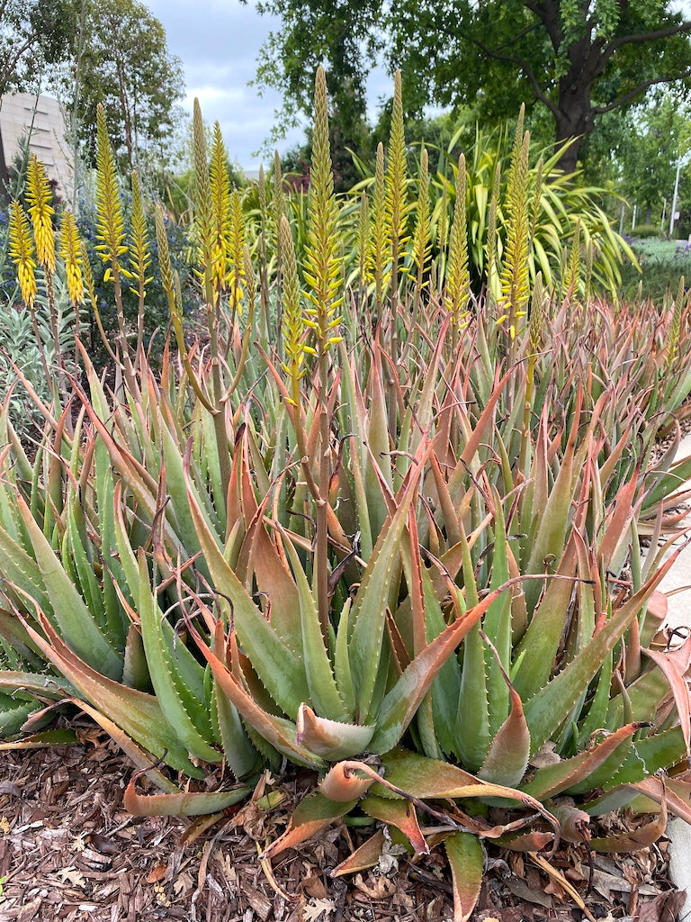 mature Aloe vera planted in the landscape blooming with yellow flowers