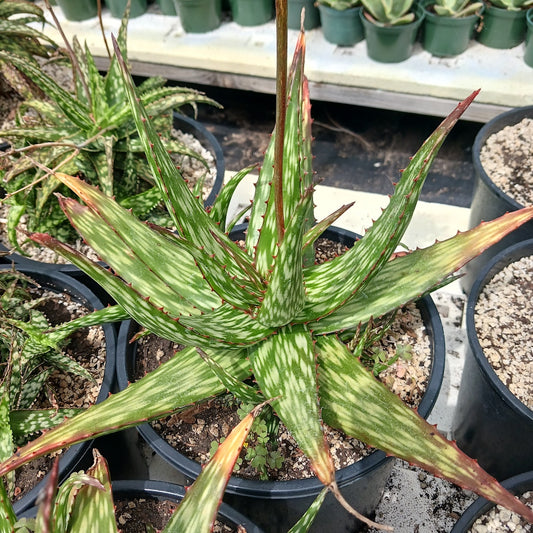 Aloe "Verity Nice"  - 3ga