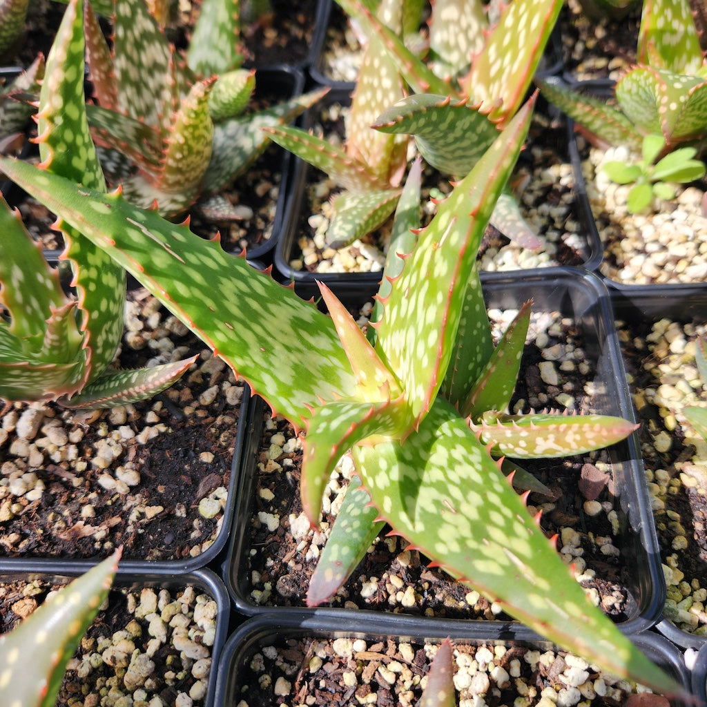Aloe "Verity Nice"