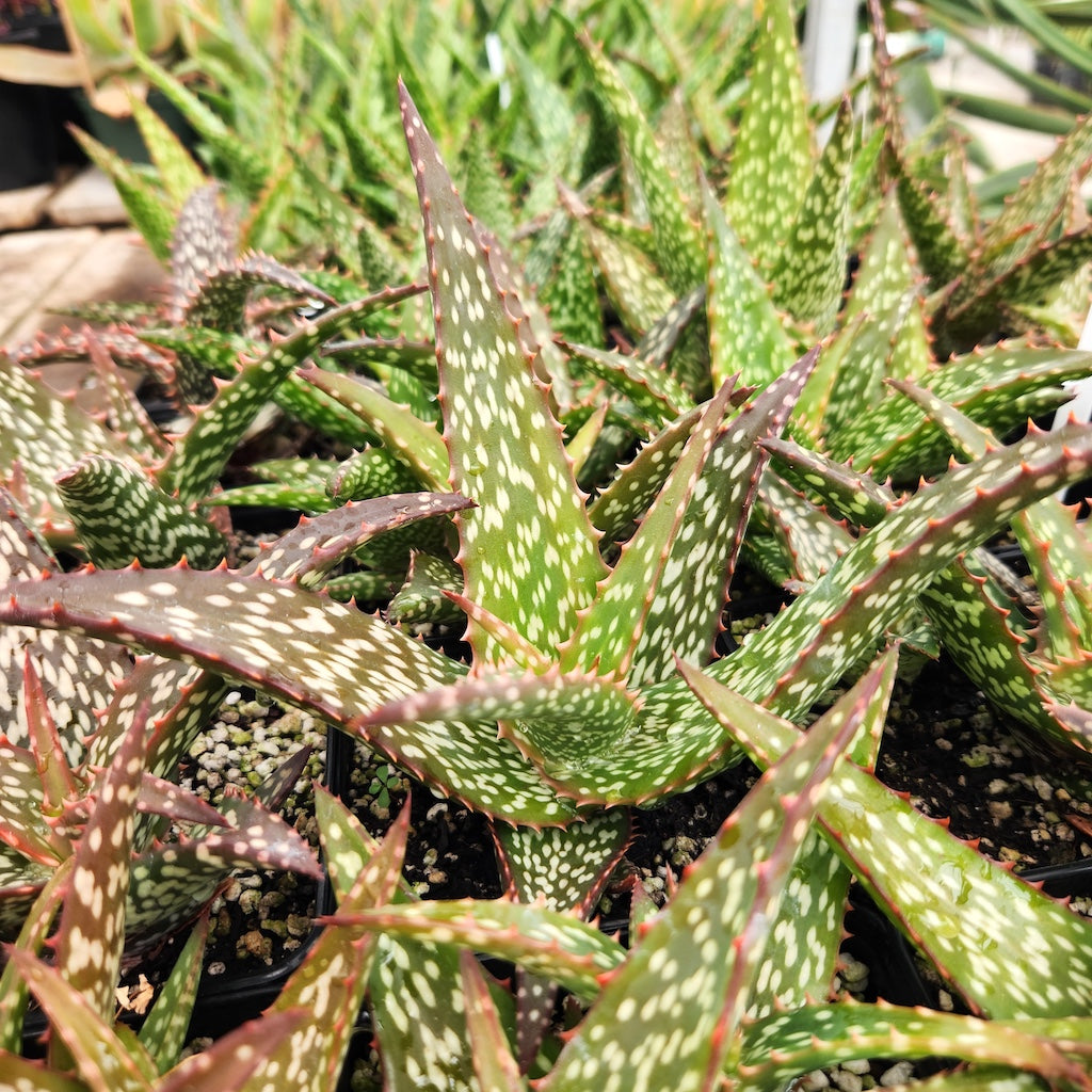 Aloe "Verity Nice"