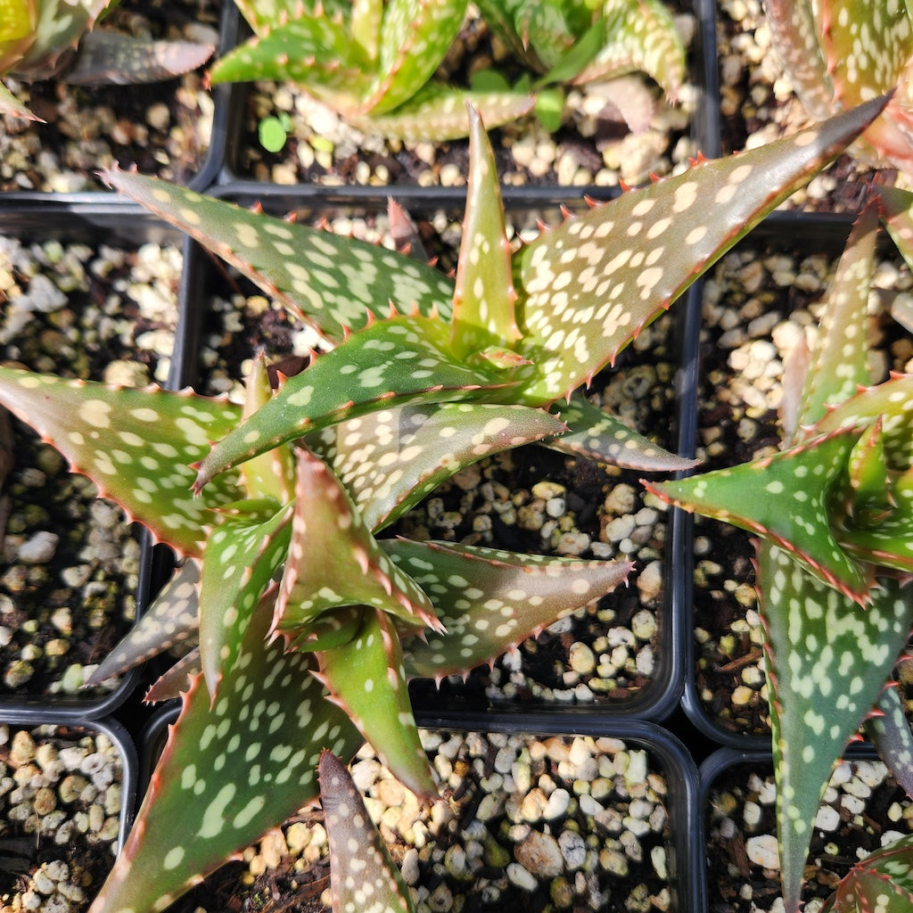 Aloe "Verity Nice"