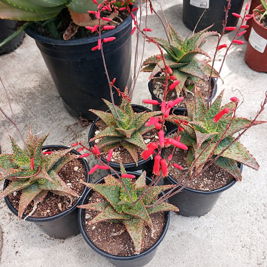 Potted Aloe "Viper" with red flowers