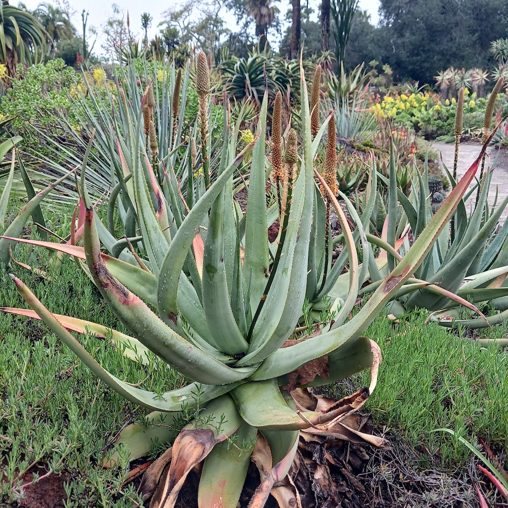Aloe vryheidensis at Huntington Botanical Gardens