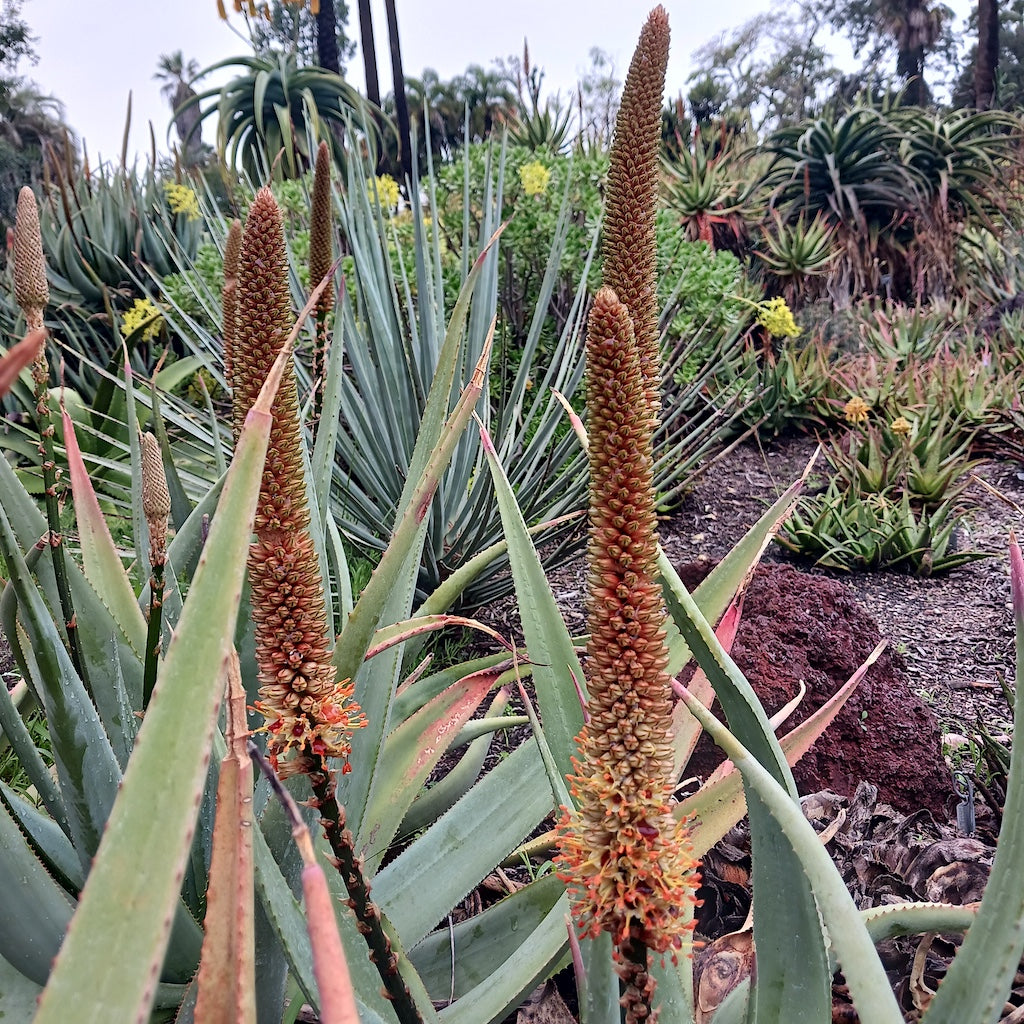 Aloe vryheidensis flower at Huntington Botanical Gardens