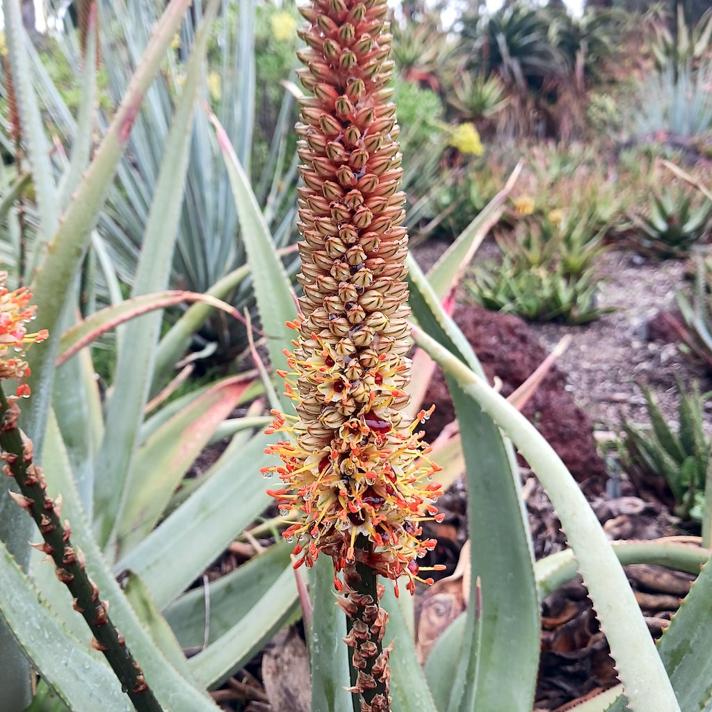 Aloe vryheidensis flower at Huntington Botanical Gardens