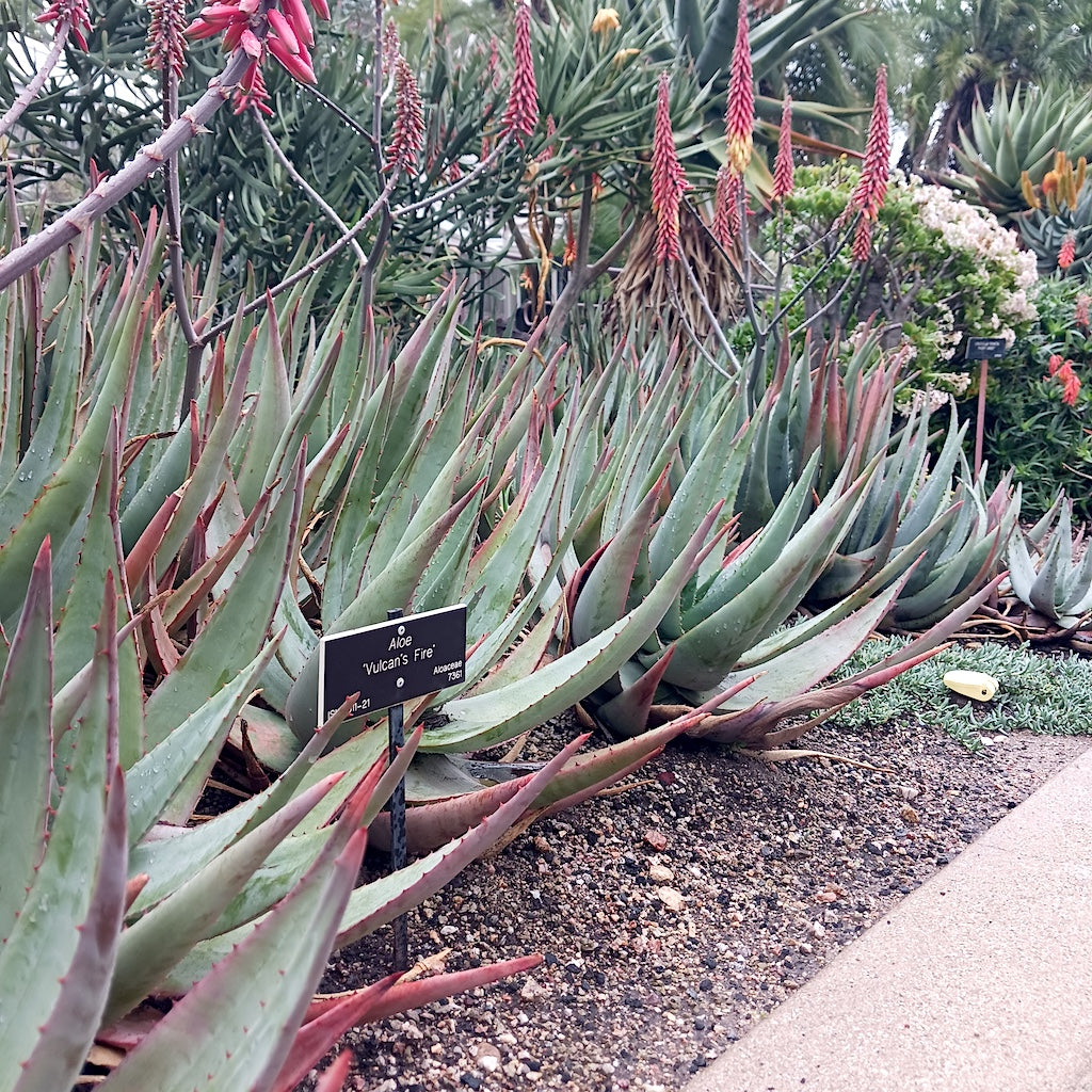 Aloe 'Vulcans Fire' at the Huntington Botanical Garden