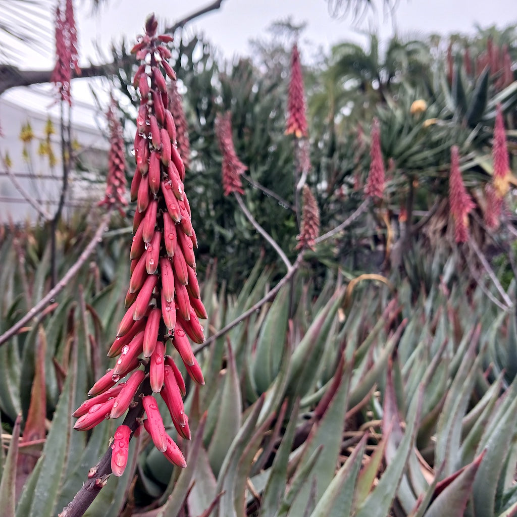 Aloe 'Vulcans Fire' at the Huntington Botanical Garden