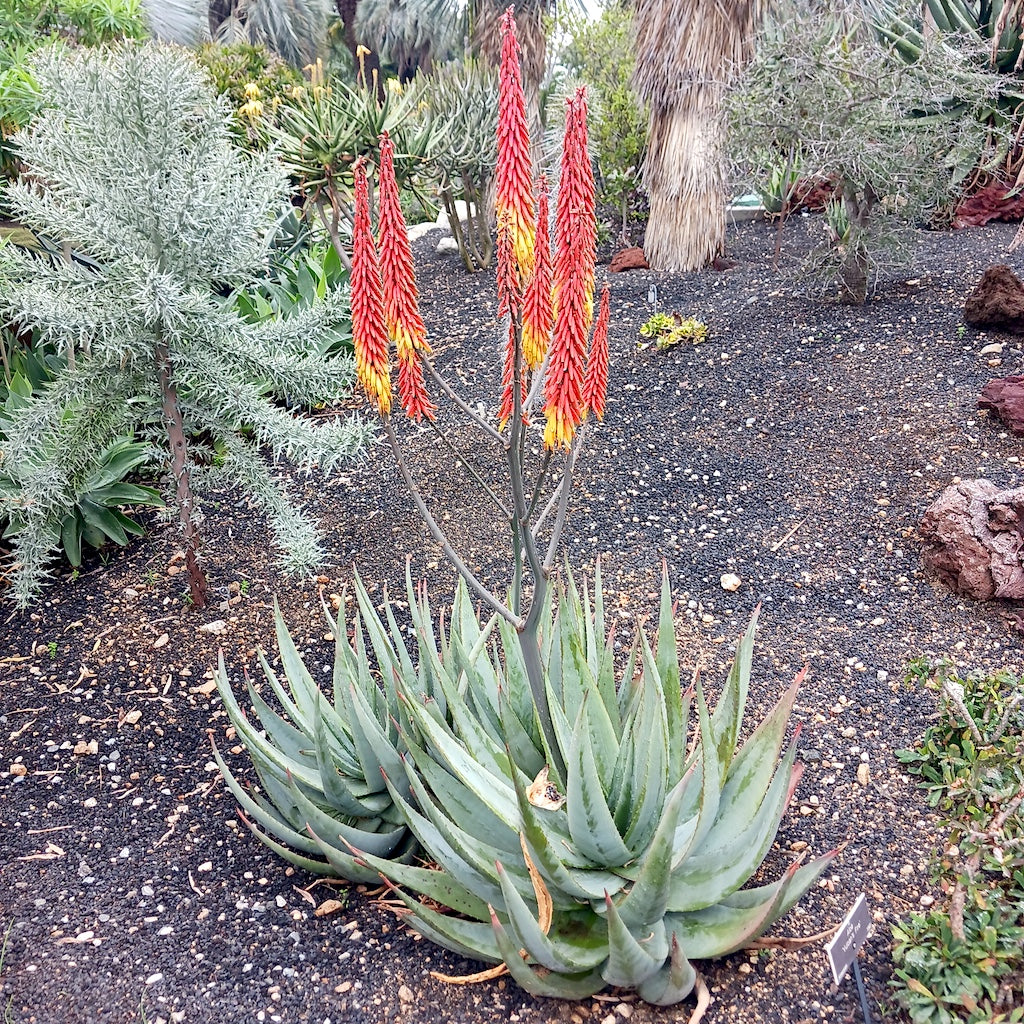 Aloe 'Vulcans Fire' at the Huntington Botanical Garden