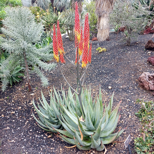 Aloe 'Vulcans Fire' at the Huntington Botanical Garden