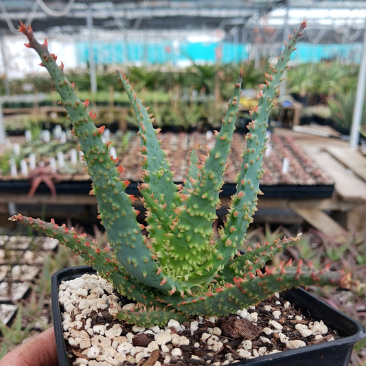 Close-up of Aloe ‘Wahoo’ in a 4-inch pot showing bumpy leaves and orange-red toothed margins in a greenhouse.