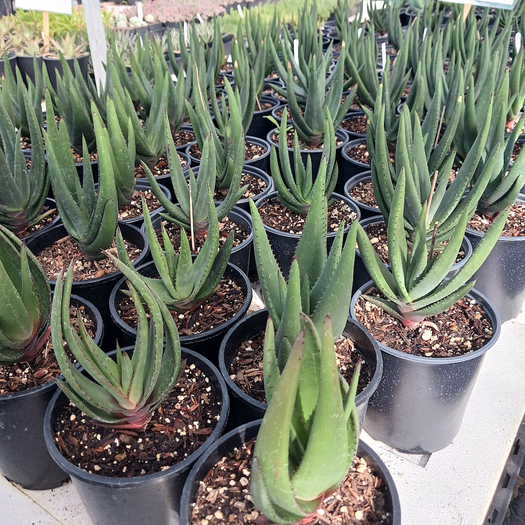 Aloe wickensii 