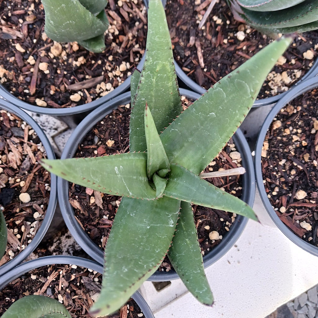 Aloe wickensii 