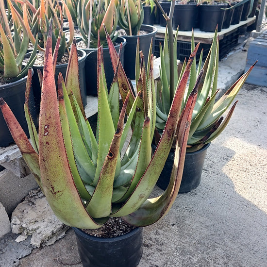 Aloe wickensii