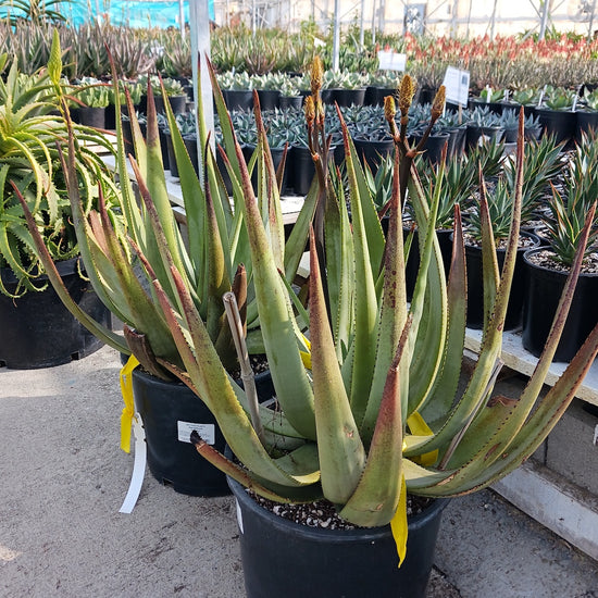 Aloe wickensii