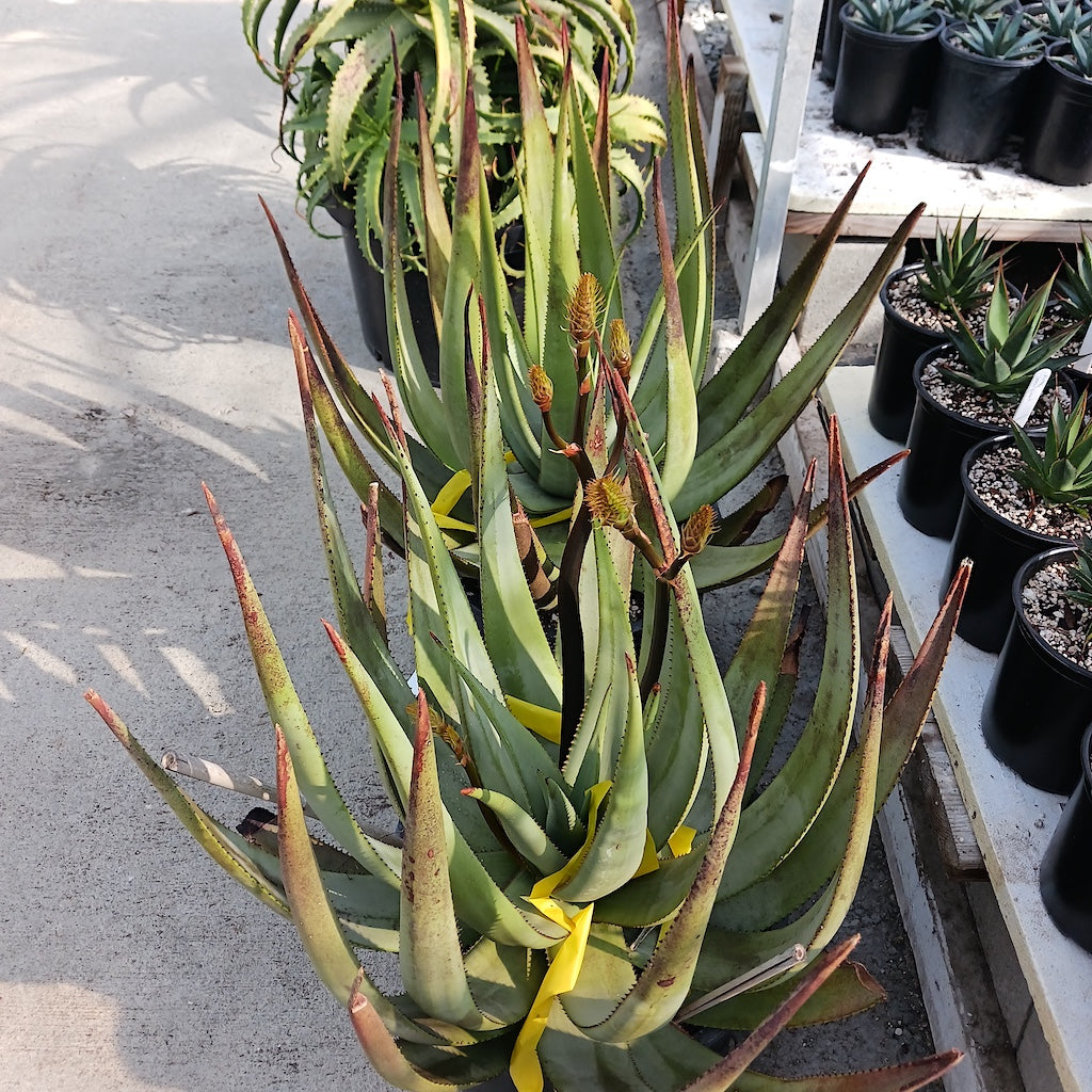 Aloe wickensii