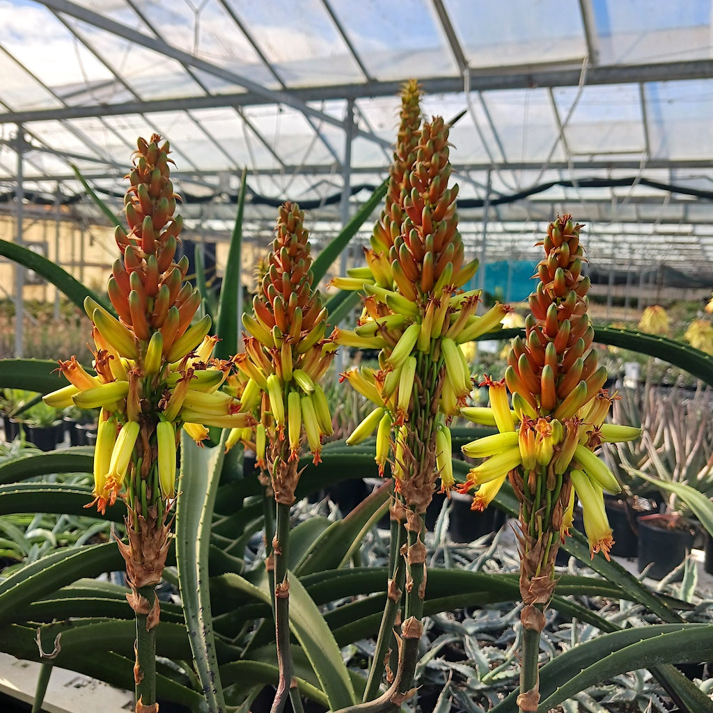 Aloe wickensii flowers