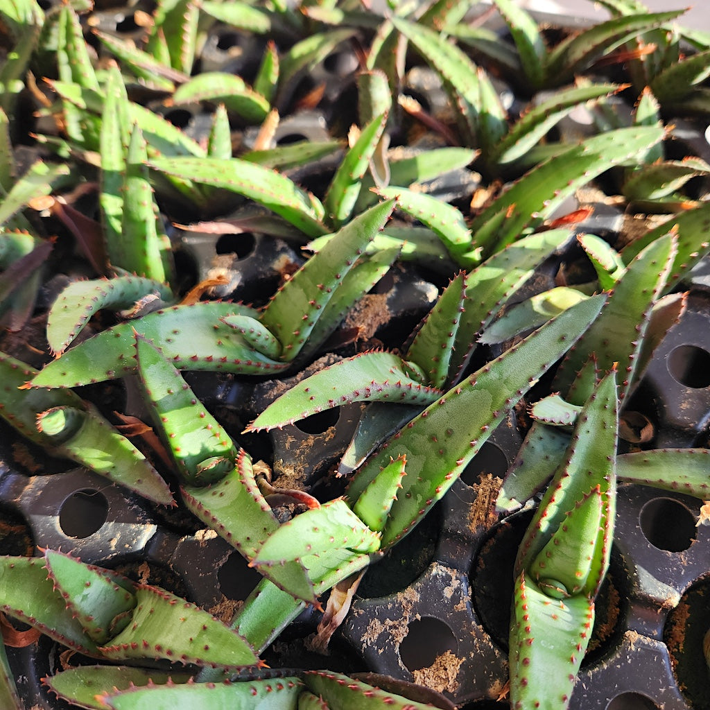 Aloe wickensii - plug