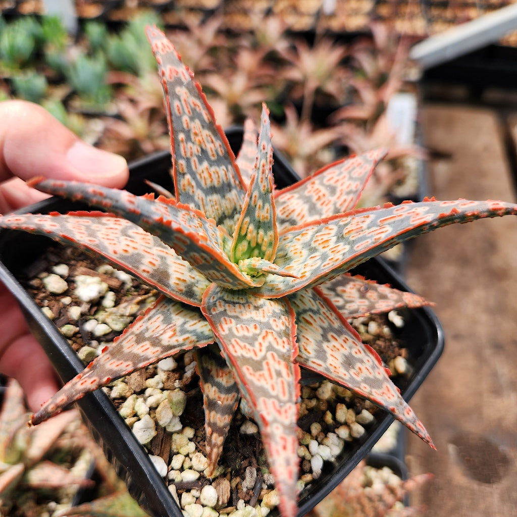 Aloe x 'Wrasse'